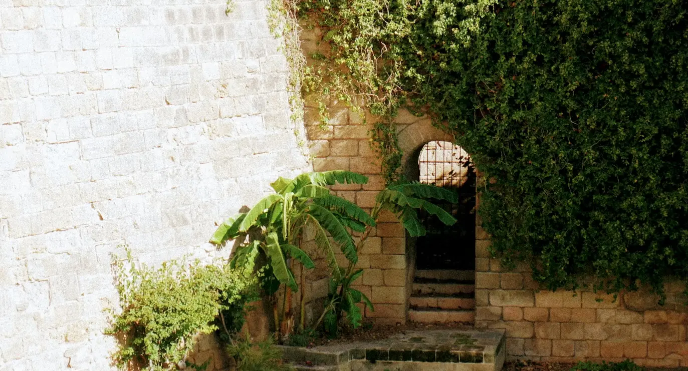 Muro de piedra con arco y escalera cubiertos de vegetación