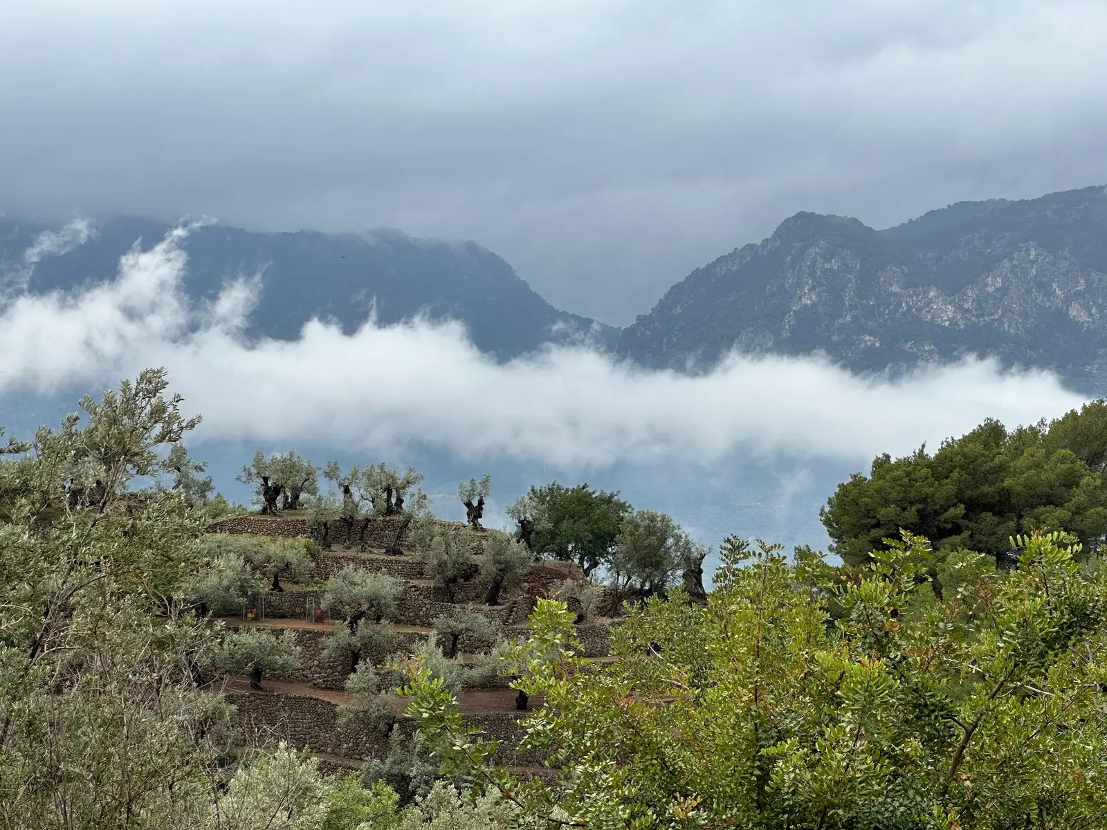 Terrazas de olivos entre la niebla de la sierra