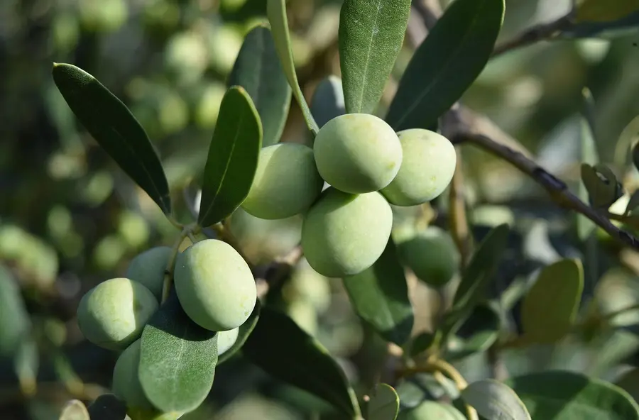 Aceitunas en la rama