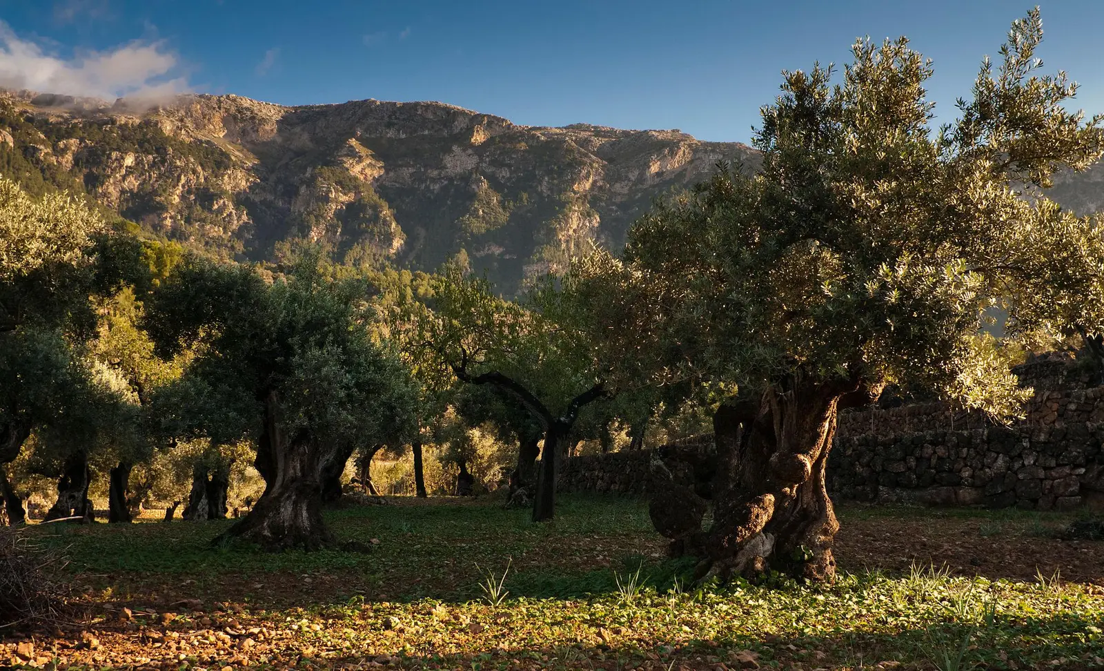 Olivar con la Serra de Tramuntana al fondo