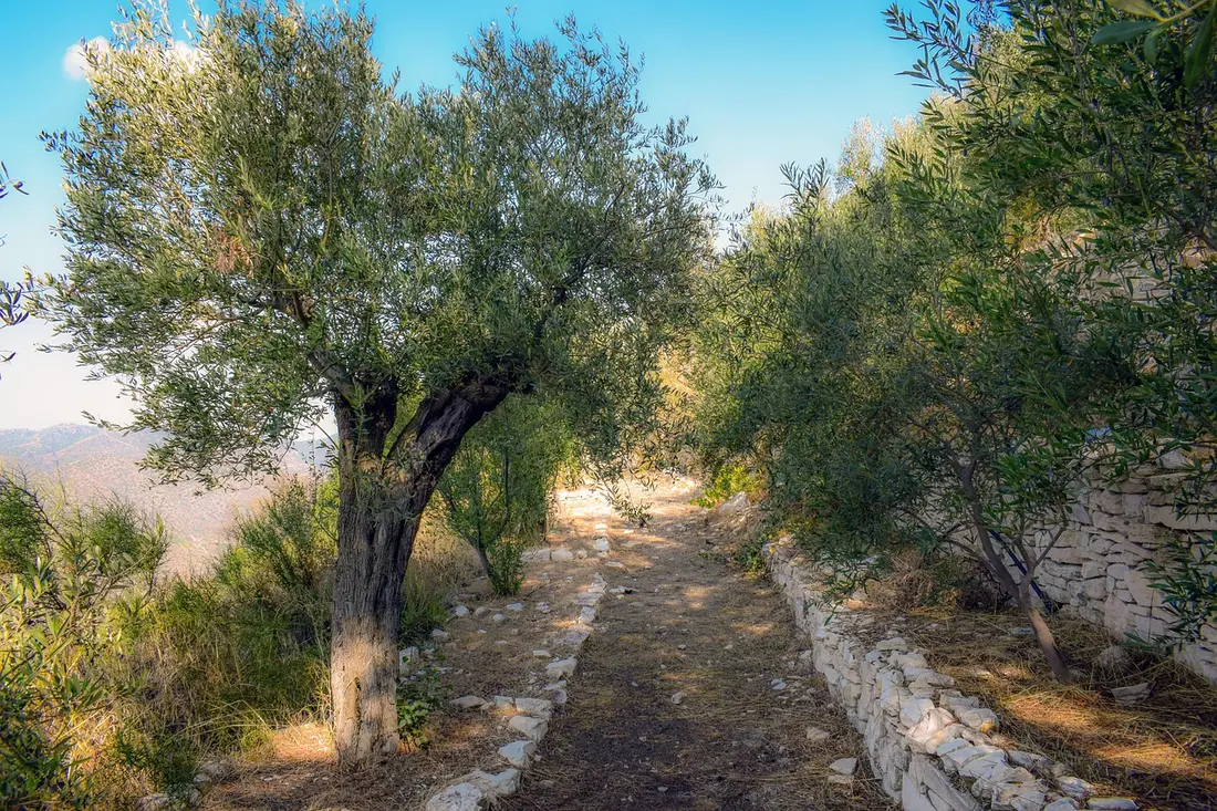 Camino de piedra entre olivos