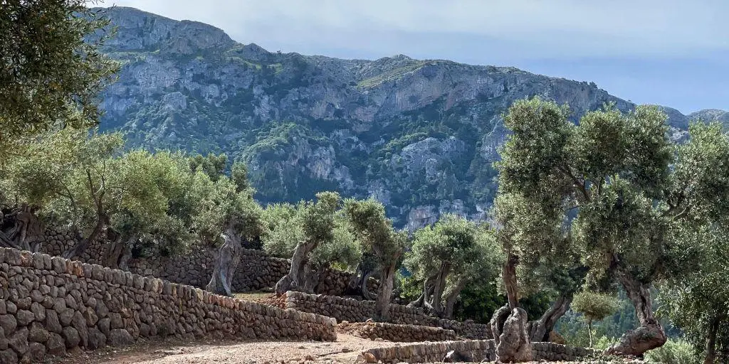 Muro de piedra en seco entre olivos