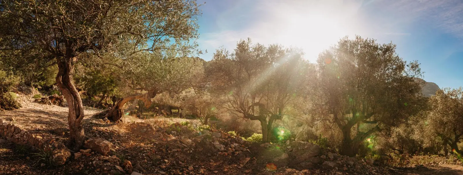 Olivar de la Tramuntana a contraluz