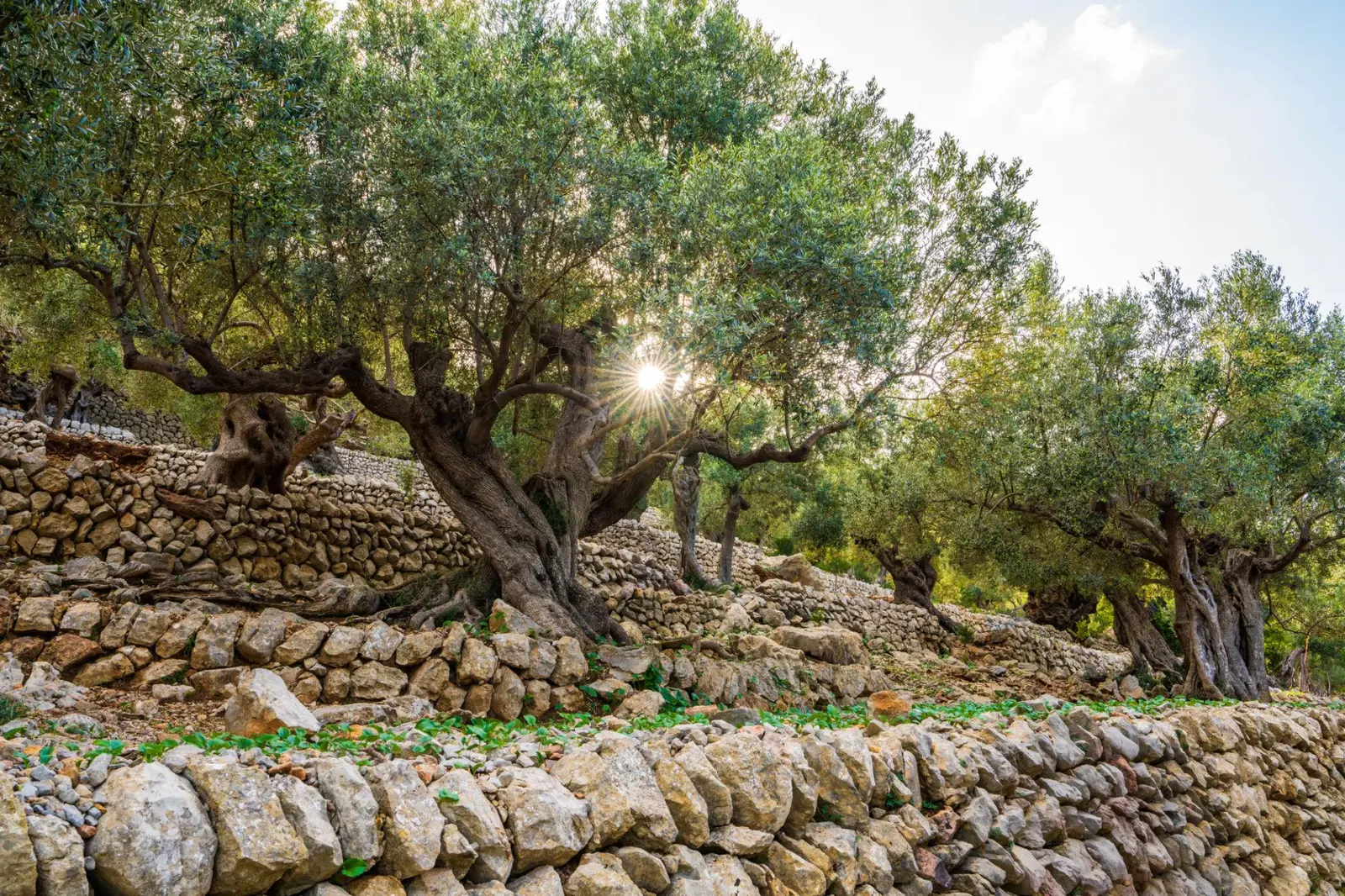 Olivos y muros de piedra con el sol entre las ramas