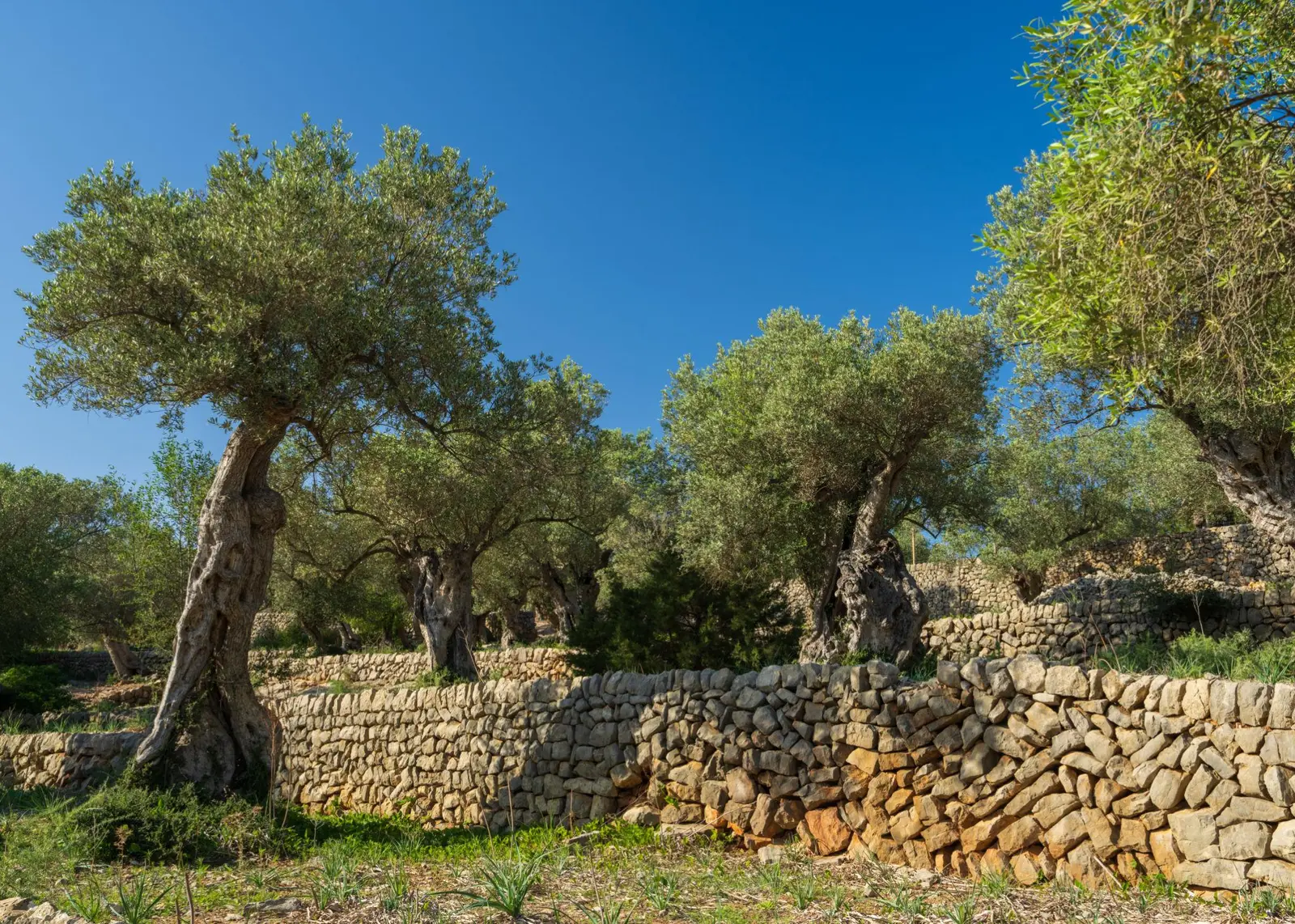 Muros de piedra en seco y olivos centenarios